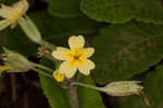 Cowslip primrose